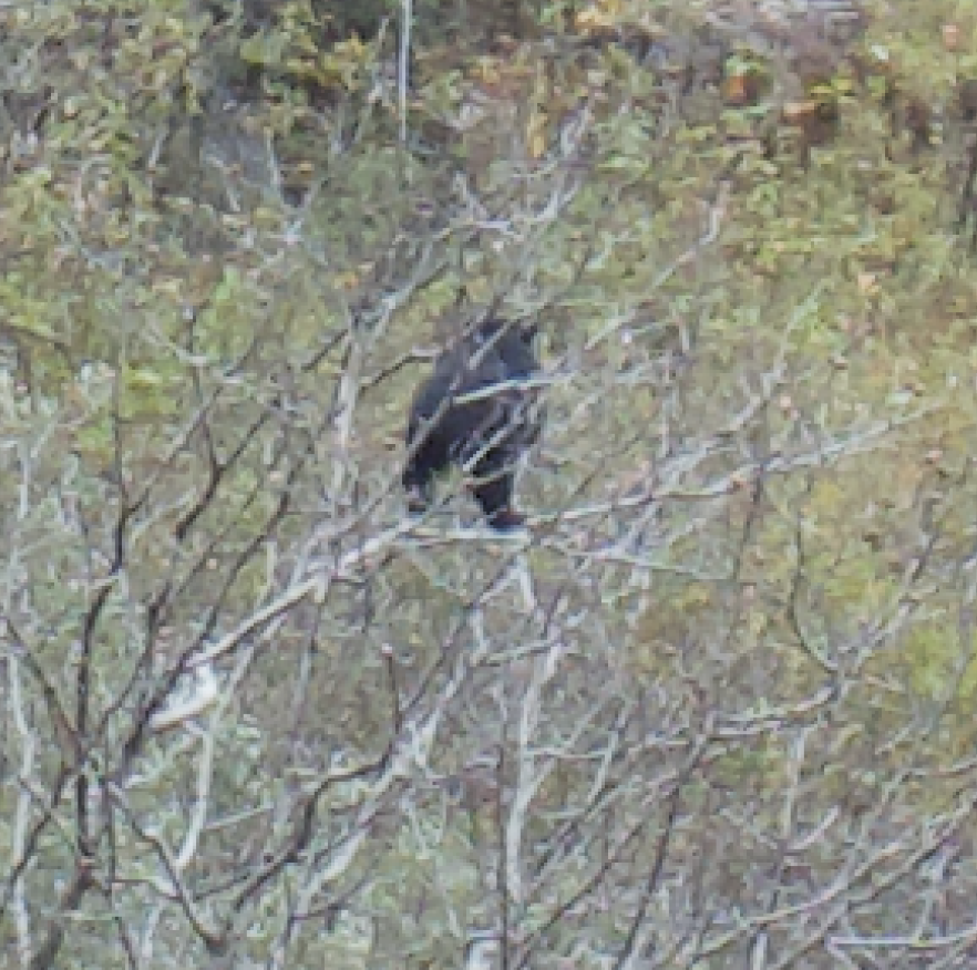 Screen Shot 2018-12-07 at 9.05.04 am.png