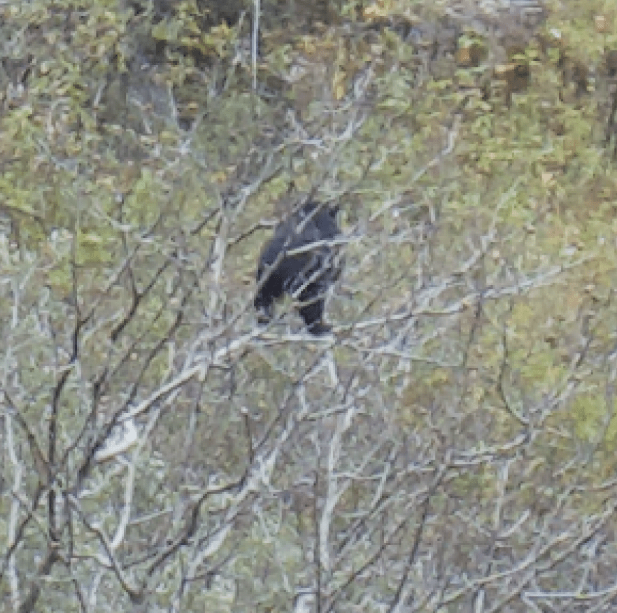 Screen Shot 2018-12-07 at 9.05.04 am.png